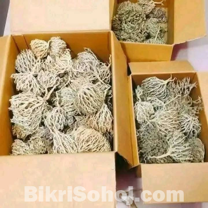 মরিয়ম ফুল ছোট সাইজ